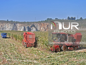 A farmer drives a harvester to harvest corn in a reclaimed corn field in Xiaoyangjia village in Yantai, China, on October 12, 2024. (