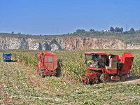 A farmer drives a harvester to harvest corn in a reclaimed corn field in Xiaoyangjia village in Yantai, China, on October 12, 2024. (