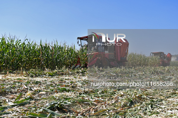 A farmer drives a harvester to harvest corn in a reclaimed corn field in Xiaoyangjia village in Yantai, China, on October 12, 2024. 