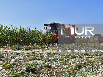 A farmer drives a harvester to harvest corn in a reclaimed corn field in Xiaoyangjia village in Yantai, China, on October 12, 2024. (