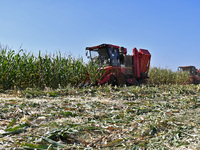 A farmer drives a harvester to harvest corn in a reclaimed corn field in Xiaoyangjia village in Yantai, China, on October 12, 2024. (