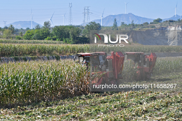 A farmer drives a harvester to harvest corn in a reclaimed corn field in Xiaoyangjia village in Yantai, China, on October 12, 2024. 