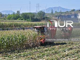 A farmer drives a harvester to harvest corn in a reclaimed corn field in Xiaoyangjia village in Yantai, China, on October 12, 2024. (