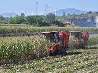 A farmer drives a harvester to harvest corn in a reclaimed corn field in Xiaoyangjia village in Yantai, China, on October 12, 2024. (