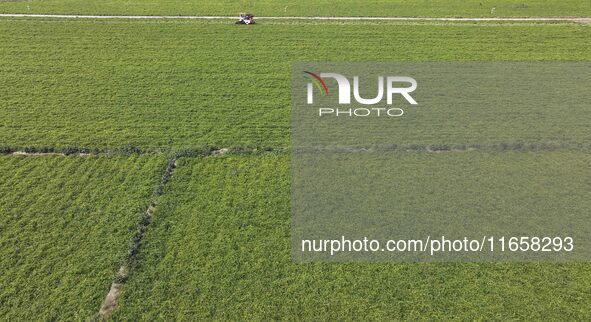 A farmer harvests peanuts in a field in Beiwuji village, Huaian city, East China's Jiangsu province, on October 12, 2024. 