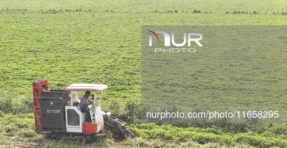 A farmer harvests peanuts in a field in Beiwuji village, Huaian city, East China's Jiangsu province, on October 12, 2024. 