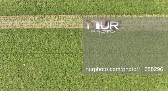 A farmer harvests peanuts in a field in Beiwuji village, Huaian city, East China's Jiangsu province, on October 12, 2024. 