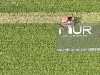 A farmer harvests peanuts in a field in Beiwuji village, Huaian city, East China's Jiangsu province, on October 12, 2024. (