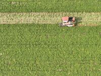 A farmer harvests peanuts in a field in Beiwuji village, Huaian city, East China's Jiangsu province, on October 12, 2024. (