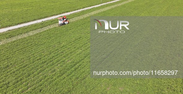 A farmer harvests peanuts in a field in Beiwuji village, Huaian city, East China's Jiangsu province, on October 12, 2024. 