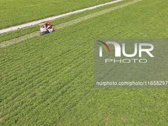 A farmer harvests peanuts in a field in Beiwuji village, Huaian city, East China's Jiangsu province, on October 12, 2024. (