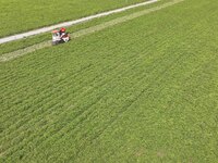 A farmer harvests peanuts in a field in Beiwuji village, Huaian city, East China's Jiangsu province, on October 12, 2024. (