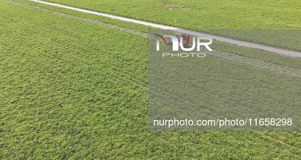 A farmer harvests peanuts in a field in Beiwuji village, Huaian city, East China's Jiangsu province, on October 12, 2024. 