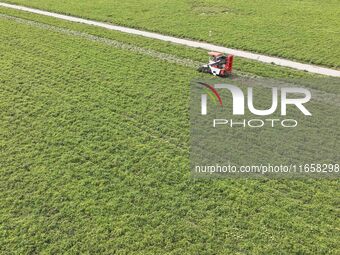 A farmer harvests peanuts in a field in Beiwuji village, Huaian city, East China's Jiangsu province, on October 12, 2024. (