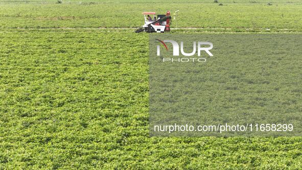 A farmer harvests peanuts in a field in Beiwuji village, Huaian city, East China's Jiangsu province, on October 12, 2024. 