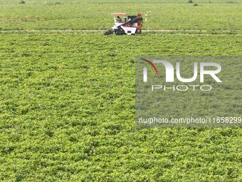 A farmer harvests peanuts in a field in Beiwuji village, Huaian city, East China's Jiangsu province, on October 12, 2024. (