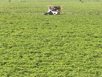 A farmer harvests peanuts in a field in Beiwuji village, Huaian city, East China's Jiangsu province, on October 12, 2024. (