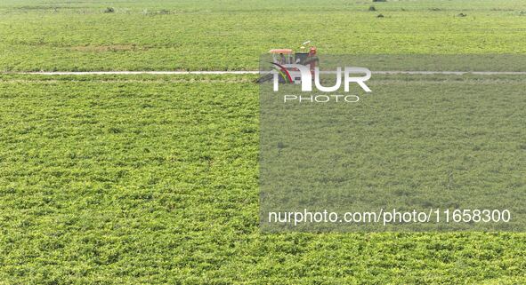 A farmer harvests peanuts in a field in Beiwuji village, Huaian city, East China's Jiangsu province, on October 12, 2024. 