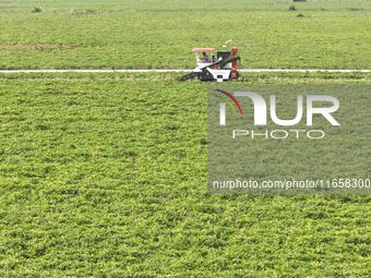 A farmer harvests peanuts in a field in Beiwuji village, Huaian city, East China's Jiangsu province, on October 12, 2024. (