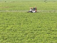 A farmer harvests peanuts in a field in Beiwuji village, Huaian city, East China's Jiangsu province, on October 12, 2024. (