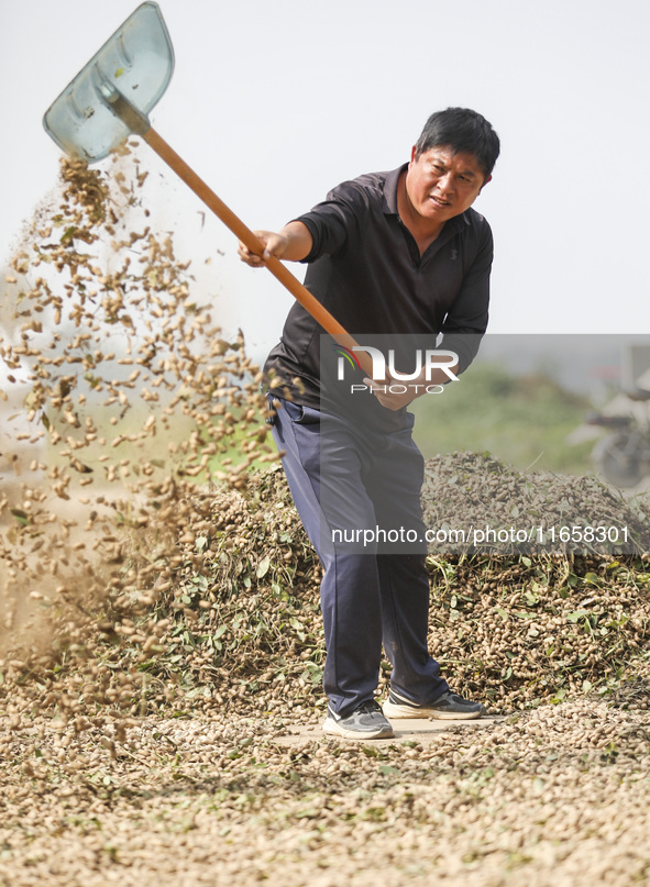 A farmer dries peanuts in Beiwuji village of Huai'an city, East China's Jiangsu province, on October 12, 2024. 