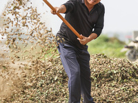 A farmer dries peanuts in Beiwuji village of Huai'an city, East China's Jiangsu province, on October 12, 2024. (