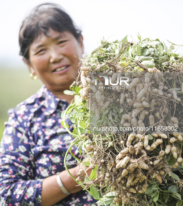 A farmer harvests peanuts in a field in Beiwuji village, Huaian city, East China's Jiangsu province, on October 12, 2024. 