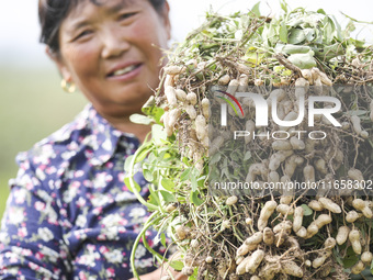 A farmer harvests peanuts in a field in Beiwuji village, Huaian city, East China's Jiangsu province, on October 12, 2024. (