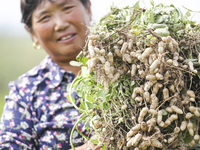 A farmer harvests peanuts in a field in Beiwuji village, Huaian city, East China's Jiangsu province, on October 12, 2024. (