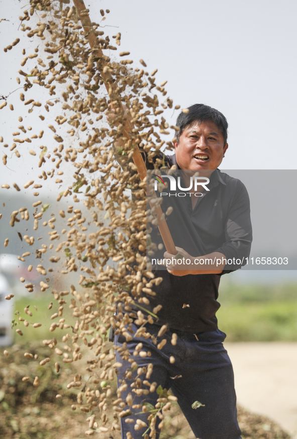 A farmer dries peanuts in Beiwuji village of Huai'an city, East China's Jiangsu province, on October 12, 2024. 