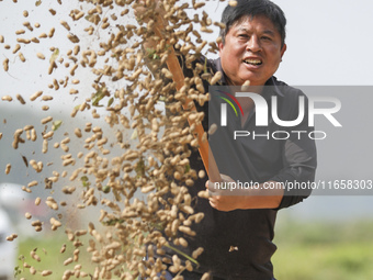 A farmer dries peanuts in Beiwuji village of Huai'an city, East China's Jiangsu province, on October 12, 2024. (