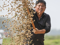 A farmer dries peanuts in Beiwuji village of Huai'an city, East China's Jiangsu province, on October 12, 2024. (