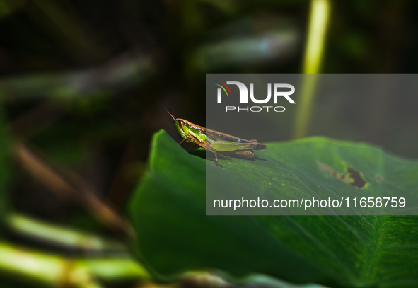 A Spathosternum prasiniferum, a species of short-horned grasshopper from the family Acrididae, is seen perched on a weed leaf in the forest...