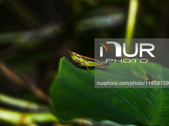 A Spathosternum prasiniferum, a species of short-horned grasshopper from the family Acrididae, is seen perched on a weed leaf in the forest...