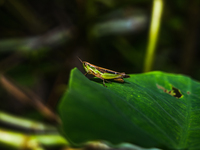 A Spathosternum prasiniferum, a species of short-horned grasshopper from the family Acrididae, is seen perched on a weed leaf in the forest...