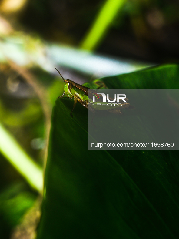 A Spathosternum prasiniferum, a species of short-horned grasshopper from the family Acrididae, is seen perched on a weed leaf in the forest...