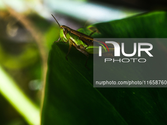 A Spathosternum prasiniferum, a species of short-horned grasshopper from the family Acrididae, is seen perched on a weed leaf in the forest...