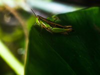 A Spathosternum prasiniferum, a species of short-horned grasshopper from the family Acrididae, is seen perched on a weed leaf in the forest...