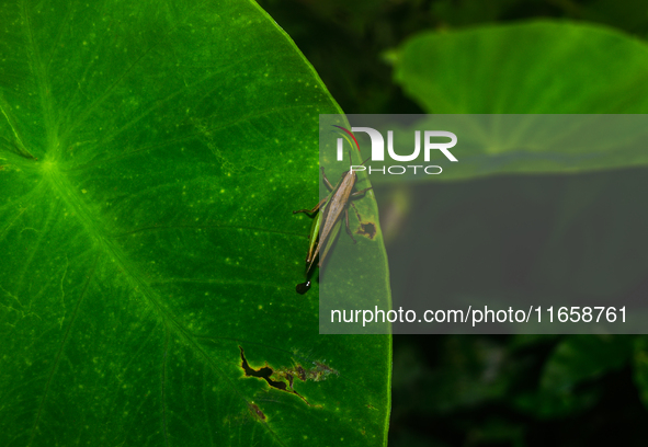 A Spathosternum prasiniferum, a species of short-horned grasshopper from the family Acrididae, is seen perched on a weed leaf in the forest...