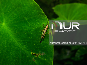 A Spathosternum prasiniferum, a species of short-horned grasshopper from the family Acrididae, is seen perched on a weed leaf in the forest...