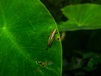 A Spathosternum prasiniferum, a species of short-horned grasshopper from the family Acrididae, is seen perched on a weed leaf in the forest...