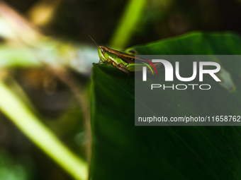 A Spathosternum prasiniferum, a species of short-horned grasshopper from the family Acrididae, is seen perched on a weed leaf in the forest...