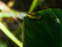 A Spathosternum prasiniferum, a species of short-horned grasshopper from the family Acrididae, is seen perched on a weed leaf in the forest...