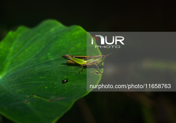 A Spathosternum prasiniferum, a species of short-horned grasshopper from the family Acrididae, is seen perched on a weed leaf in the forest...