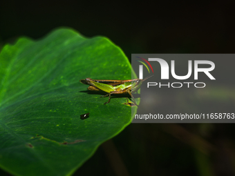 A Spathosternum prasiniferum, a species of short-horned grasshopper from the family Acrididae, is seen perched on a weed leaf in the forest...