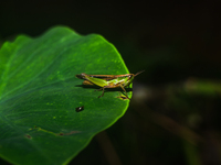 A Spathosternum prasiniferum, a species of short-horned grasshopper from the family Acrididae, is seen perched on a weed leaf in the forest...