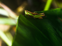 A Spathosternum prasiniferum, a species of short-horned grasshopper from the family Acrididae, is seen perched on a weed leaf in the forest...