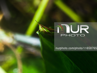 A Spathosternum prasiniferum, a species of short-horned grasshopper from the family Acrididae, is seen perched on a weed leaf in the forest...