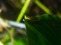 A Spathosternum prasiniferum, a species of short-horned grasshopper from the family Acrididae, is seen perched on a weed leaf in the forest...