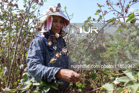 Egyptians harvest ''white gold'' cotton, and women and men participate in the harvest in Sharqia Governorate, Egypt, on October 12, 2024. 